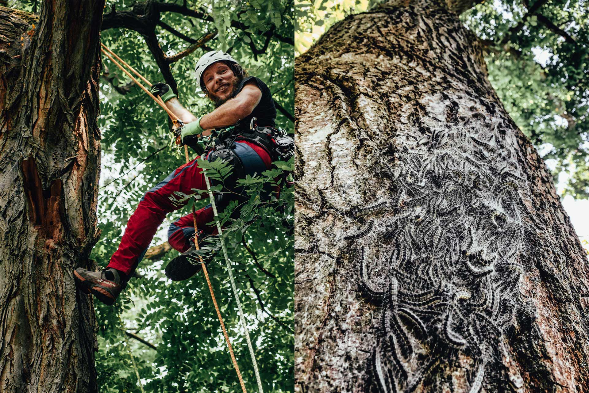 treeelicious_gallery_002