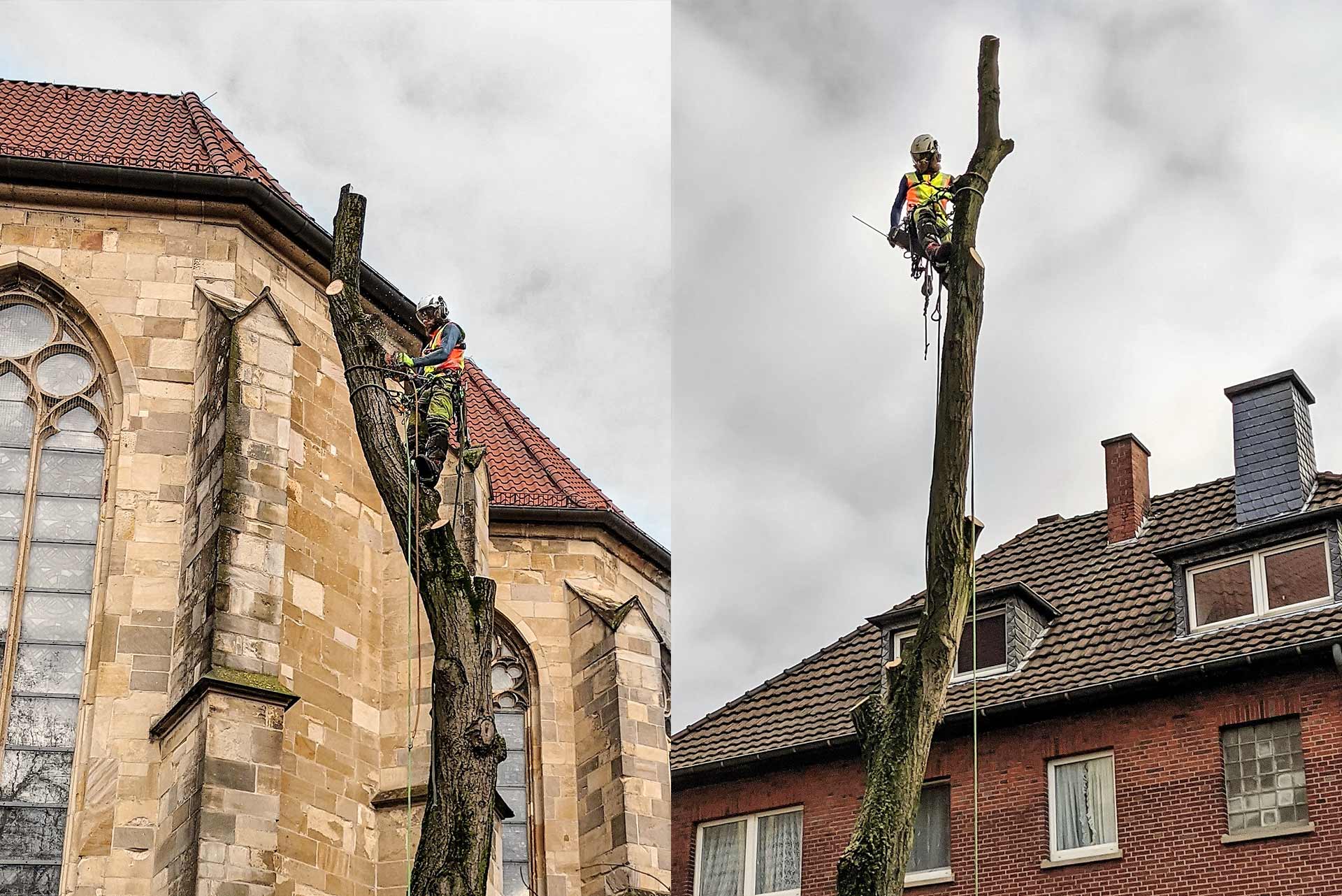 treeelicious_gallery_003