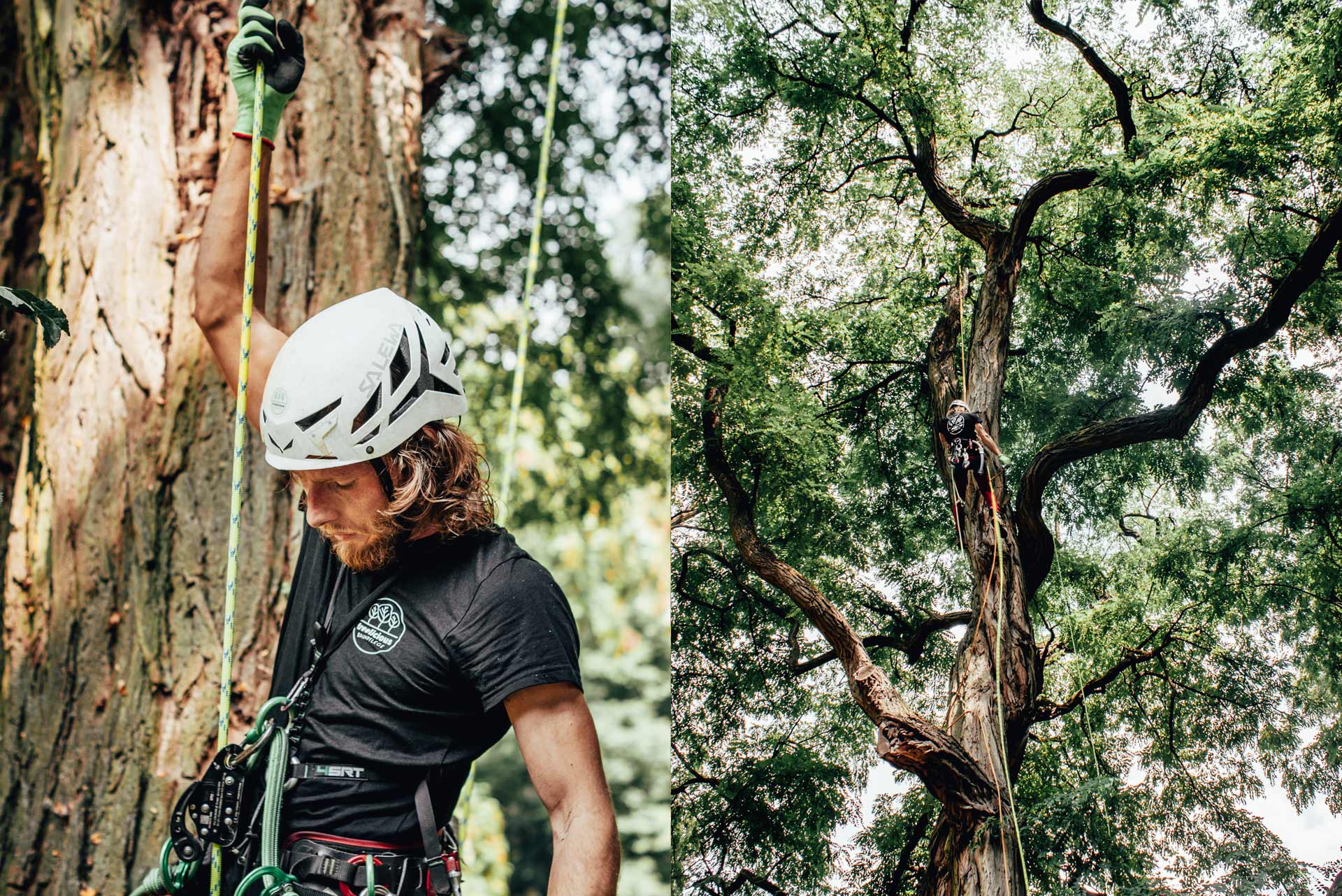 treeelicious_gallery_01